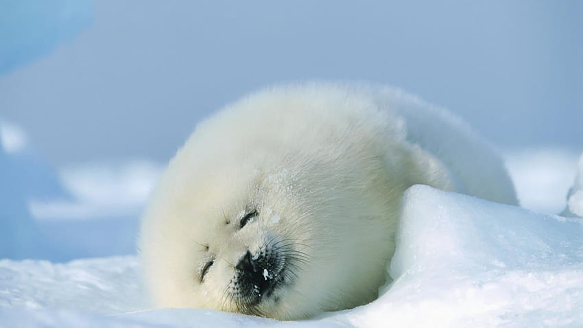 Cute Baby Seal, cute seals HD wallpaper