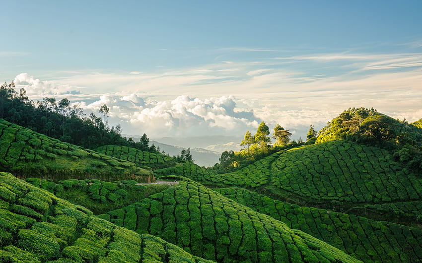 India, tea plantation, hills, mountains, summer with resolution 1920x1200. High Quality HD wallpaper