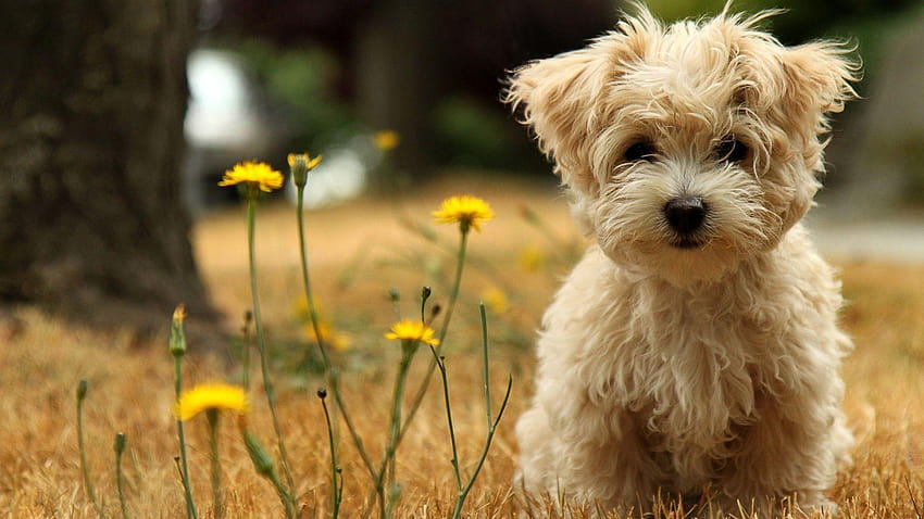 Havanese Silk Dog, animals HD wallpaper