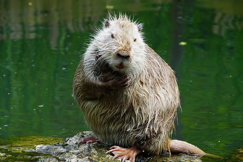stock of after, nutria, thinks HD wallpaper