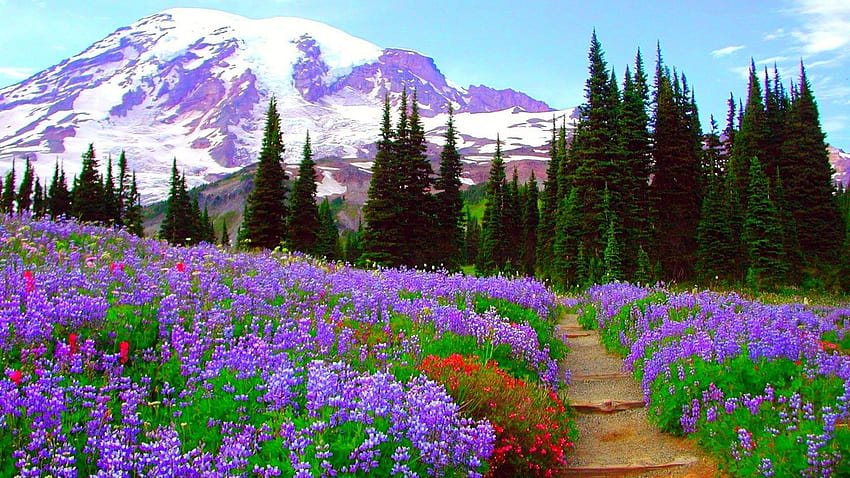 Forest Spring Mountains Green Flowers Path Wildflower, spring mountian HD wallpaper
