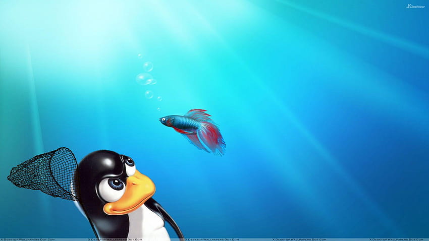 Linux vs Windows Blue Backgrounds HD wallpaper