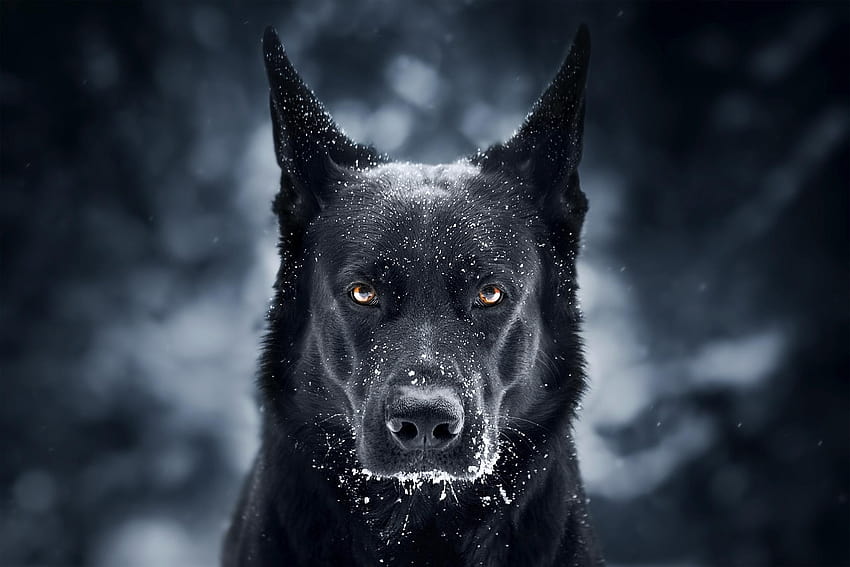 黒い犬ジャーマン ・ シェパード, & 背景 高画質の壁紙