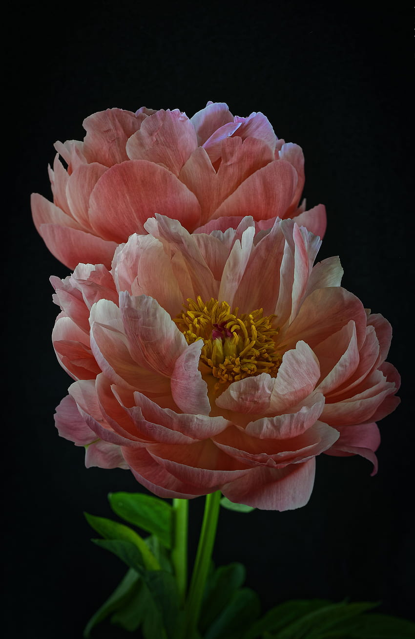 2 Fleur de pivoine de couleur rose Gros plan Noir 2600x4000, mobile de fleur de pivoine Fond d'écran de téléphone HD