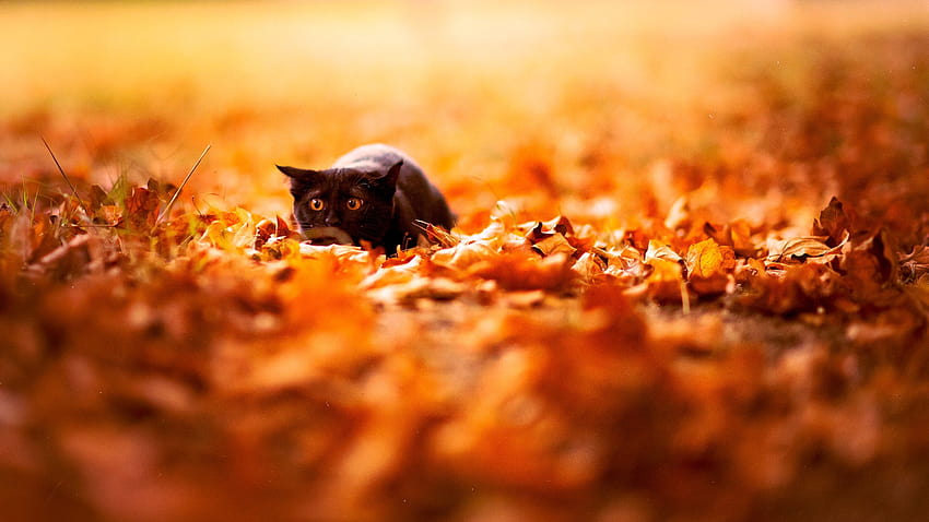 есенни котки животни листа дълбочина на полето 1920x1080 – Животни Котки, есенни домашни любимци HD тапет