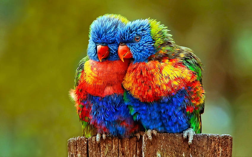 30 süße Vögel mit den schönsten Farben HD-Hintergrundbild