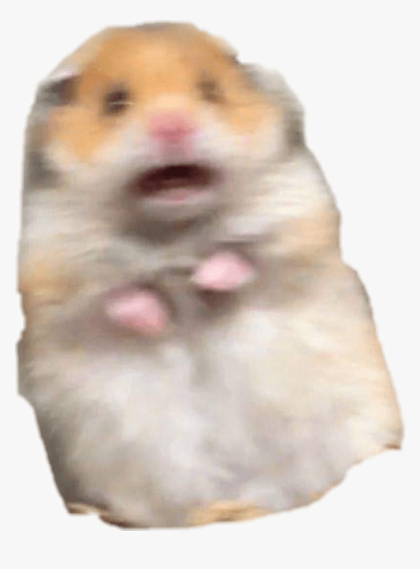 Hamster Meme Pfp / Hamster Full Backgrounds Hamster Hamster Animals: Kompilacja kultowych memów chomika Tapeta na telefon HD
