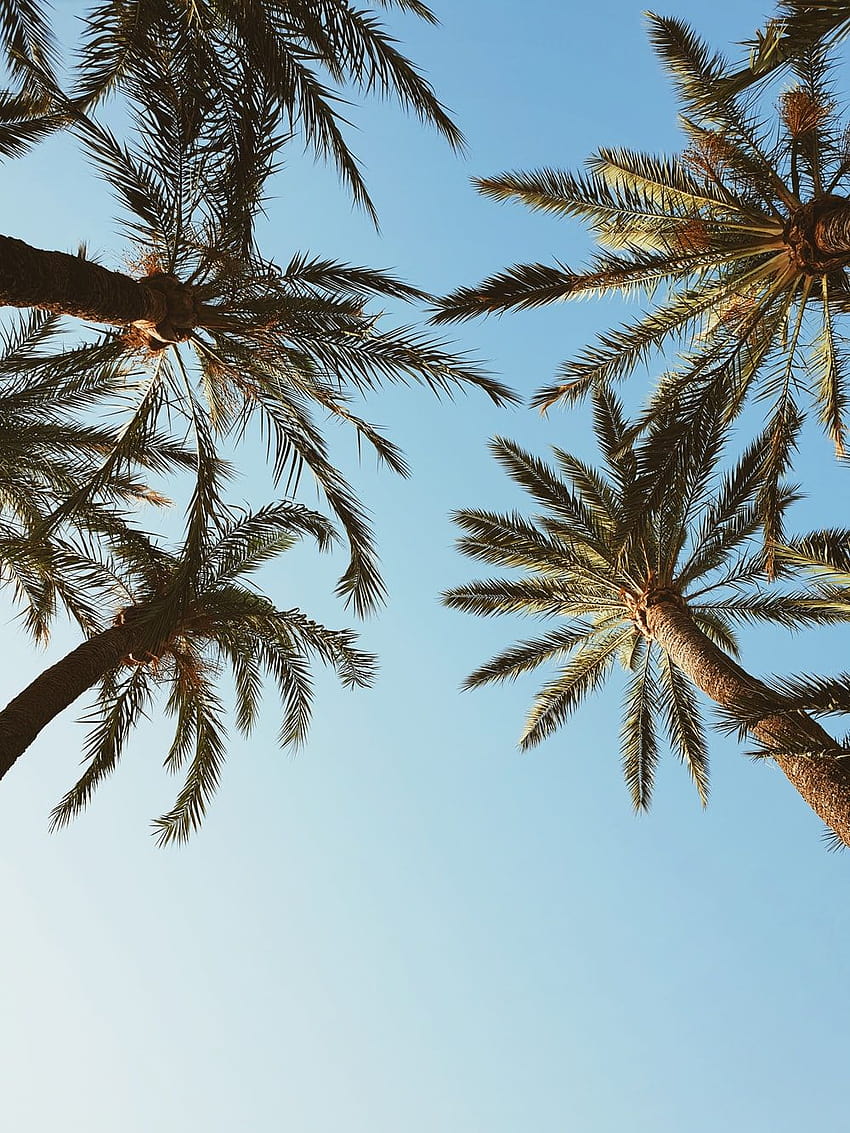 2 Palm Tree [], palm trees summer HD phone wallpaper | Pxfuel