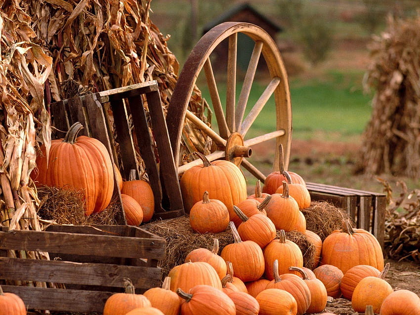 Autumn Harvest corn Fall squash gourds still life leaves  Thanksgiving HD wallpaper  Peakpx