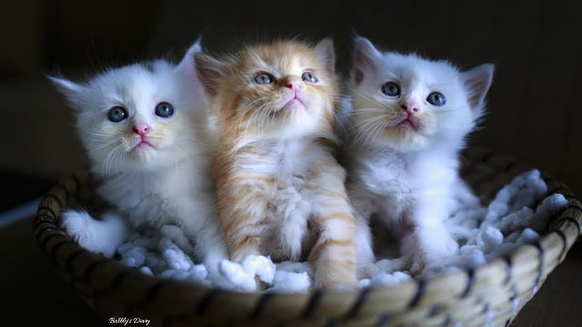 Cute Cats, real cats HD wallpaper