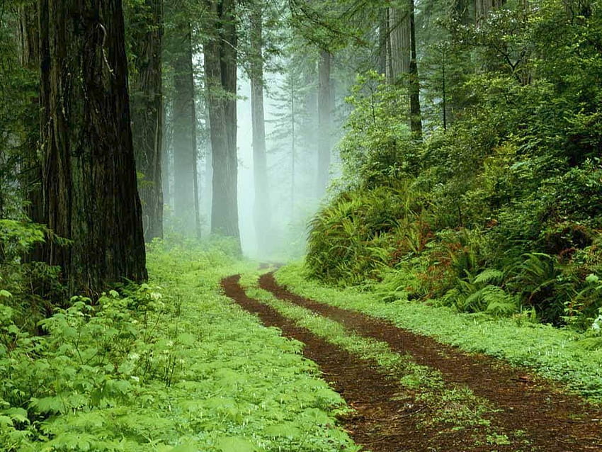 Forest Grassy Road Connecticut Wild 3d ~ Forest 16:9 HD wallpaper