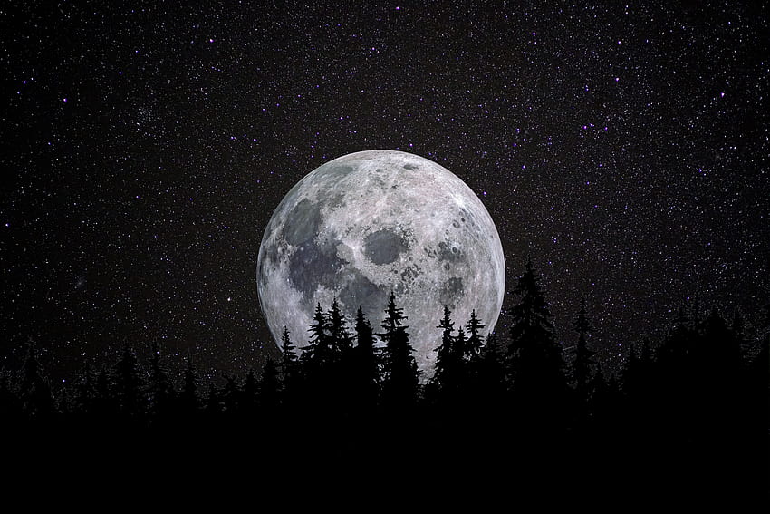 Księżyc w pełni, Las, Noc, Ciemność, Gwiaździste niebo, Natura, czarna ciemna noc Tapeta HD