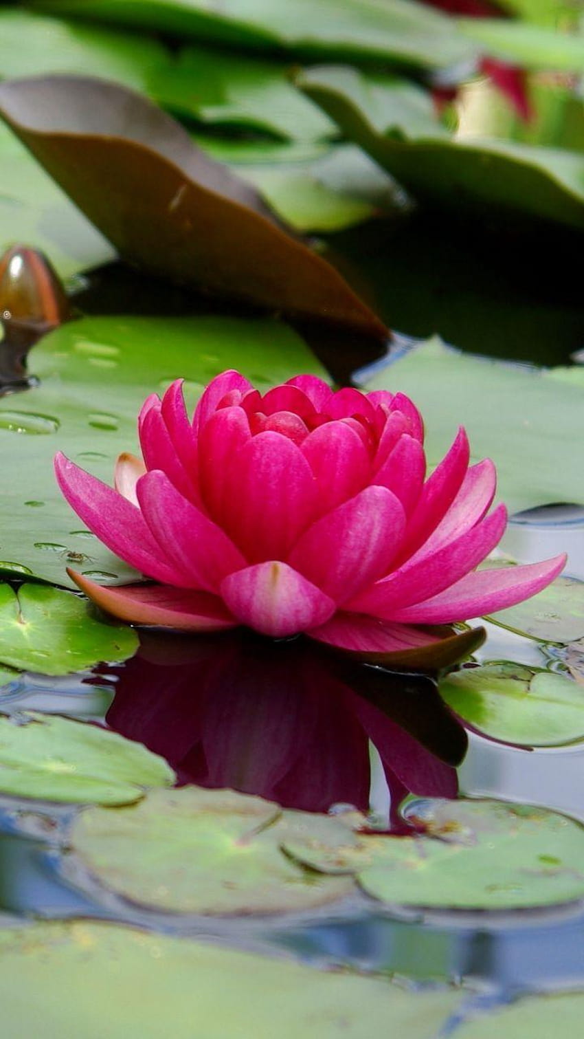 Lotus, flower, pink, leaf, lake, 720x1280, lotus pool HD phone wallpaper