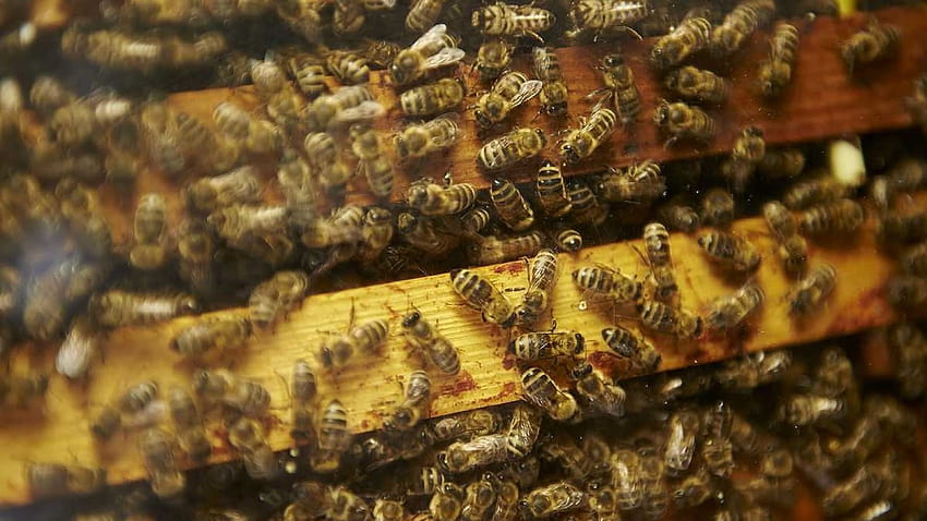 Пчеларски център на Чараси HD тапет