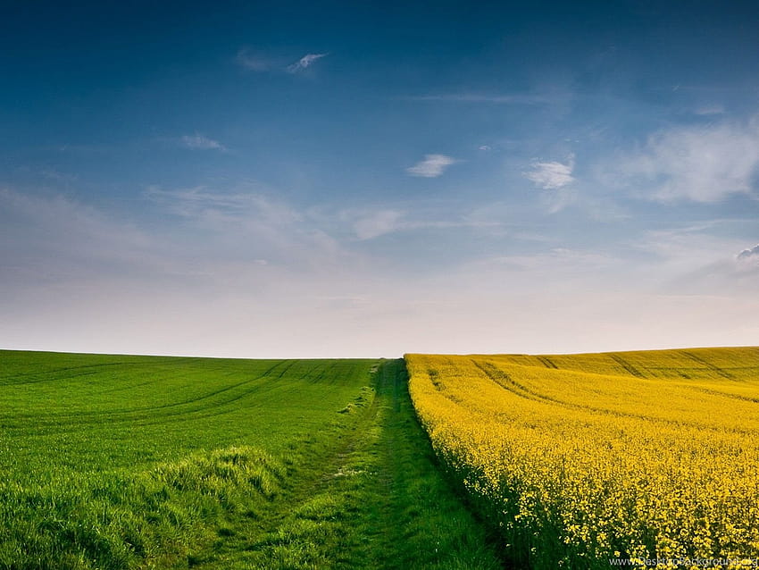 Ladang gandum rumput musim gugur kuning hijau langit biru ... Latar belakang, musim gugur gandum Wallpaper HD