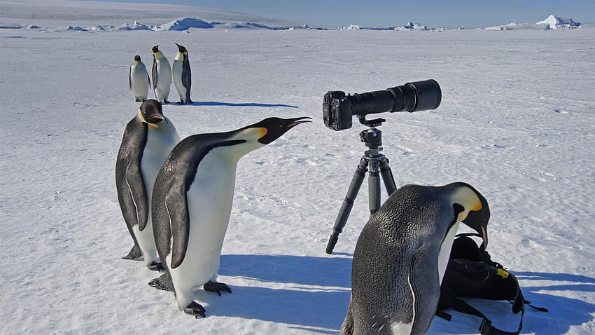 A group of curious Emperor penguins in Antarctica, autumn penguin HD wallpaper