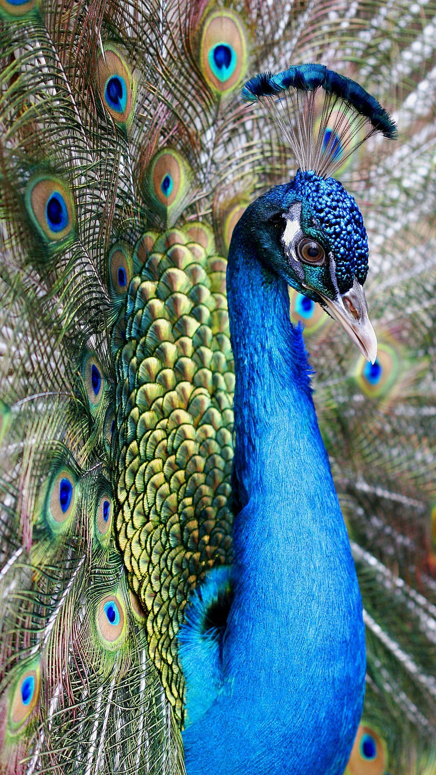 Samsung Galaxy S7 Peacock HD phone wallpaper