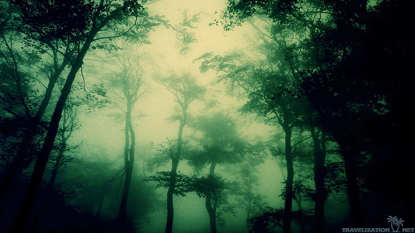 dark forest [1920x1080], dark green forest HD wallpaper