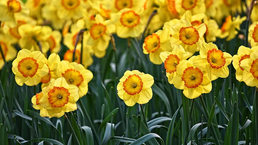 Yellow daffodils flowering, spring 1920x1200, yellow daffodils flowers spring HD wallpaper