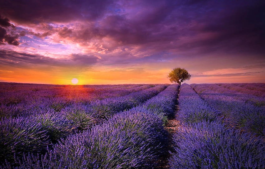 bidang, matahari, matahari terbenam, bunga, pohon, Perancis, lavender, provence perancis Wallpaper HD