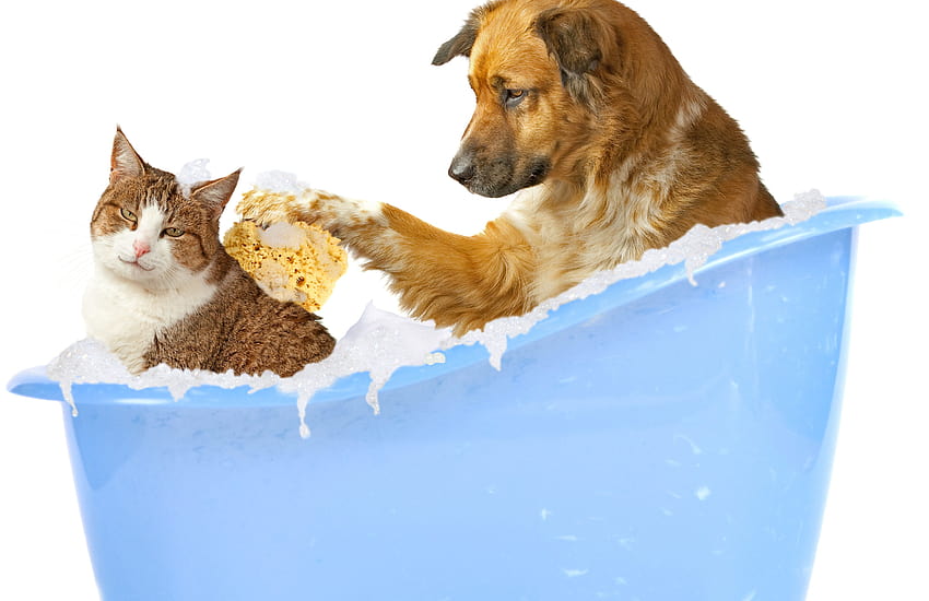 : cat, white background, dog, friendship, foam, nose, bathing, bath, funny, kitten, mammal, sponge 5433x3513, dog bath HD wallpaper