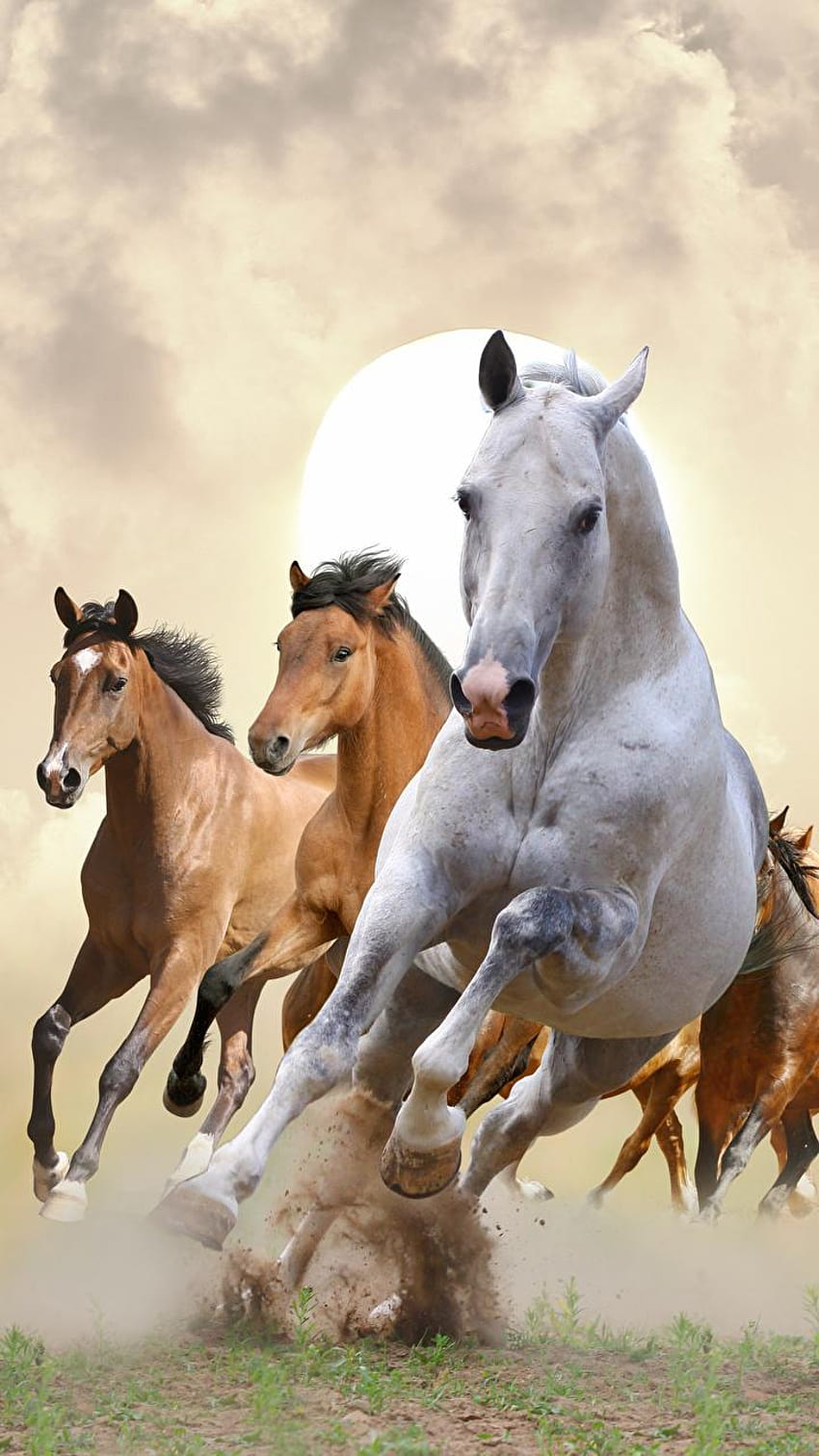 Running Horse For Mobile, & backgrounds, running horse mobile HD ...
