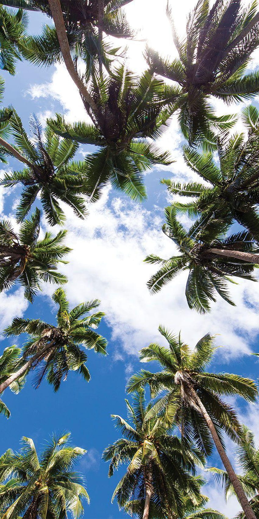 クック諸島、ラロトンガのヤシの木が並ぶ道路 HD電話の壁紙