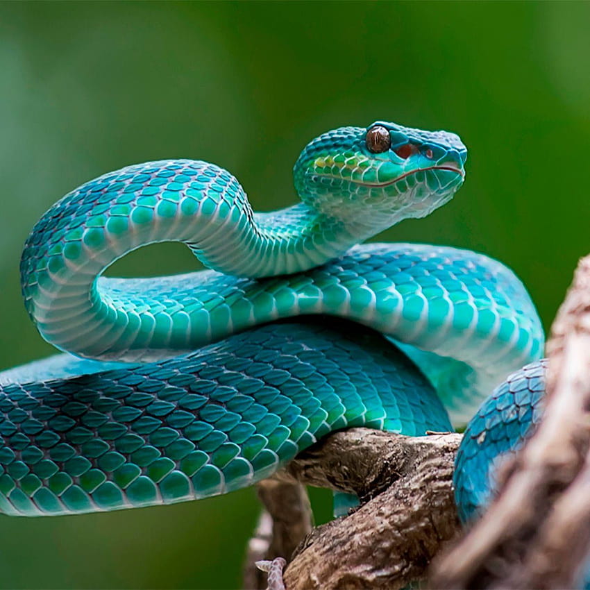 How to Avoid Snakes Slithering Up Your Toilet HD phone wallpaper