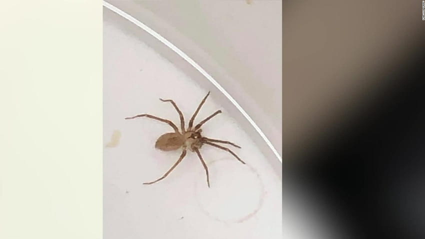 Doctors pull brown recluse spider from a woman's ear HD wallpaper