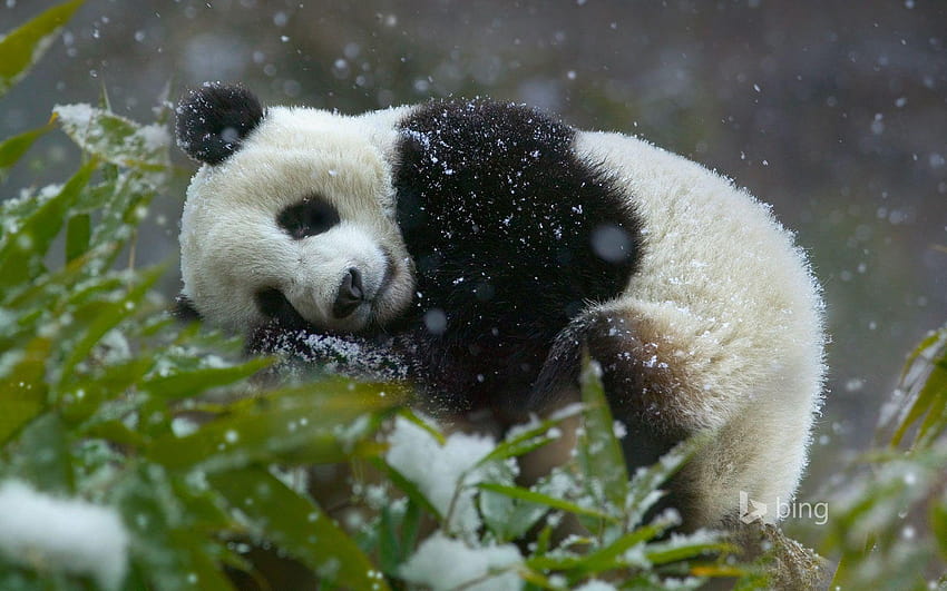 Giant panda cub, Wolong National Nature Reserve, Sichuan province HD wallpaper