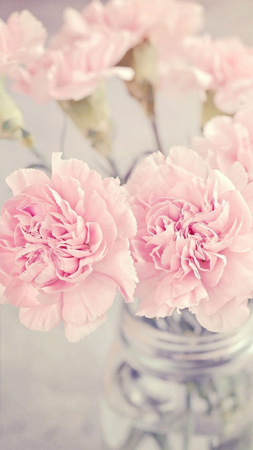 ดอกไม้สีชมพูพาสเทล ดอกไม้สวยงามสีพาสเทล วอลล์เปเปอร์โทรศัพท์ HD