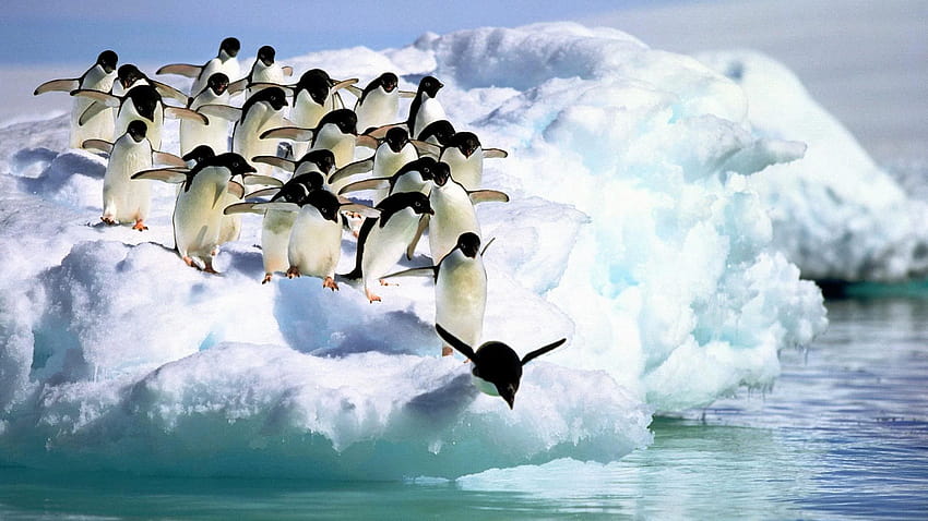 Adelie Penguins HD wallpaper | Pxfuel