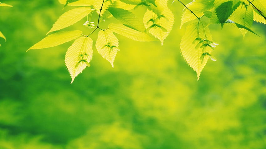 Page 2 | light green leaves HD wallpapers | Pxfuel