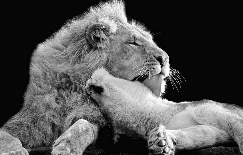 amor, Leo, blanco y negro, cariño, gatos salvajes, león y leona fondo de pantalla