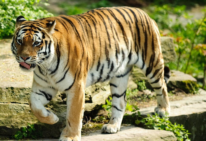 Best Tiger, full body of tiger HD wallpaper