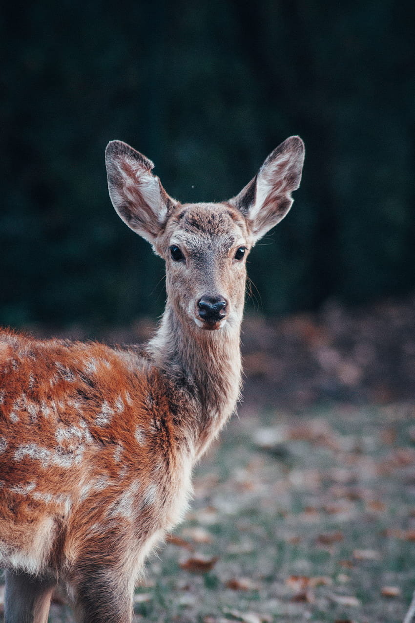 Deer : [50 HQ], half of deer face HD phone wallpaper | Pxfuel