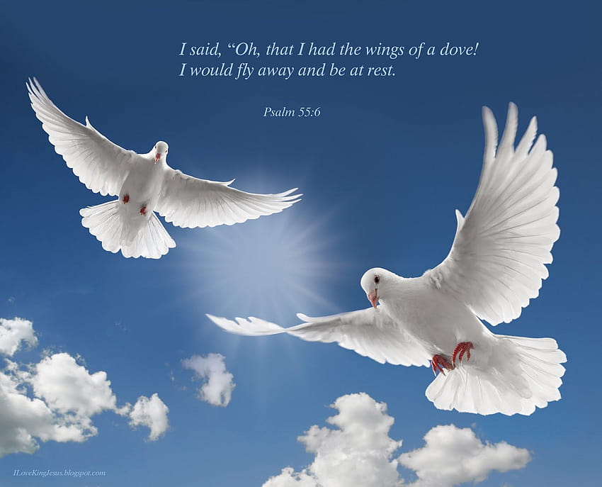 Псалм 55:6, гълъб със сърце HD тапет