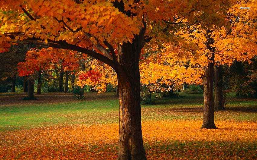 Autumn trees, autumn serenity HD wallpaper | Pxfuel