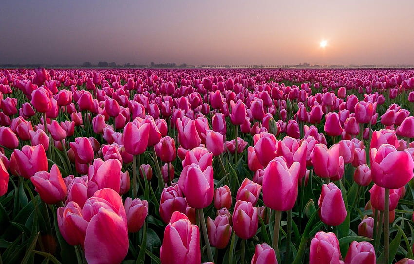 field, sunset, tulips, Netherlands, buds, a lot , section цветы, tulips field at sunset HD wallpaper
