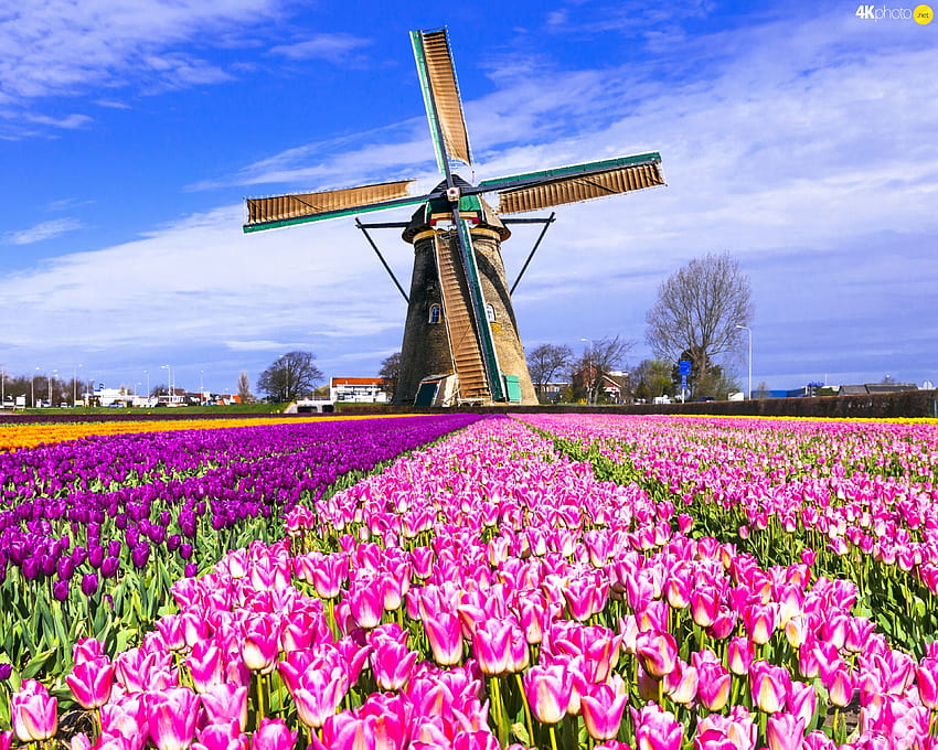 Holland The paradise of the tulip and windmill Most, lavender fields netherlands HD wallpaper