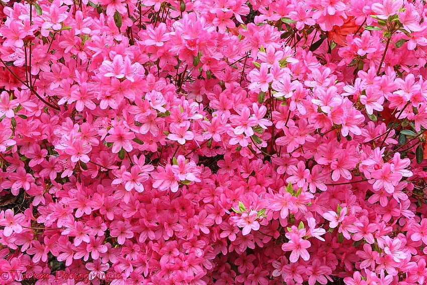ดอกอาซาเลียสีชมพู, ชวนชม วอลล์เปเปอร์ HD