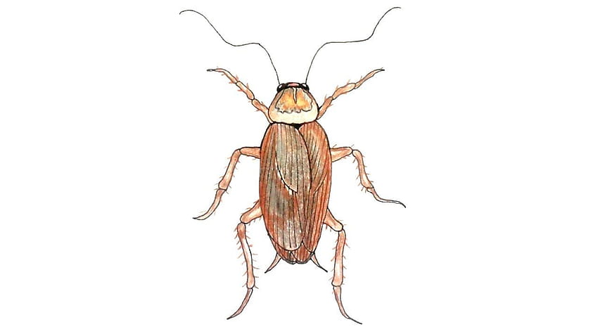 Free Cockroach Pictures For Kids Download Free Cockroach Pictures For Kids  png images Free ClipArts on Clipart Library