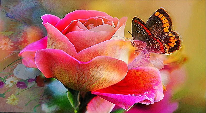 Macrografía de la mariposa Painted Lady en rosa Rosa, mariposa, rosa • For You For & Mobile, flores y estética de mariposas fondo de pantalla