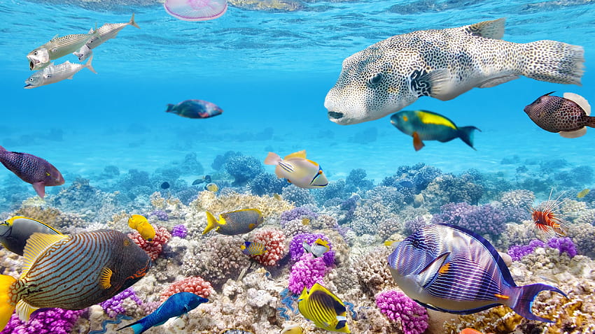 Tropical Coral Reef, great barrier reef turtle HD wallpaper