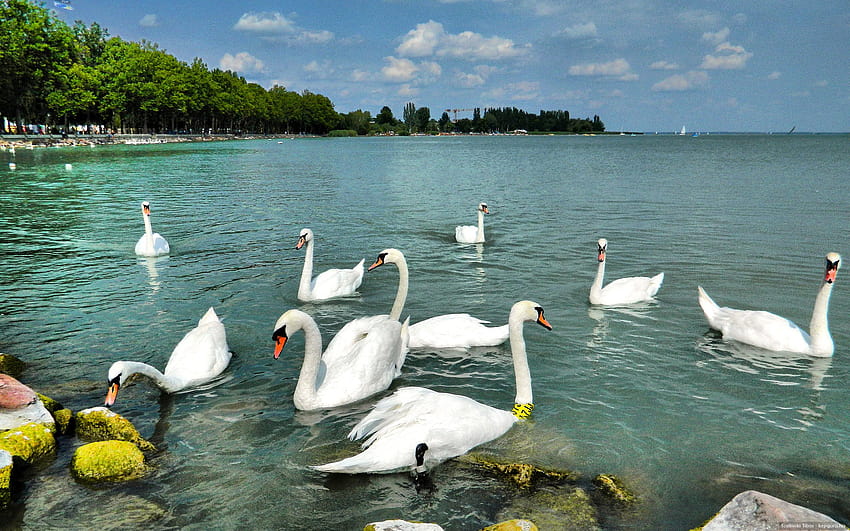 balaton, Cisne, Hungria, Verão, Água, Pássaros / e Mobile Backgrounds papel de parede HD