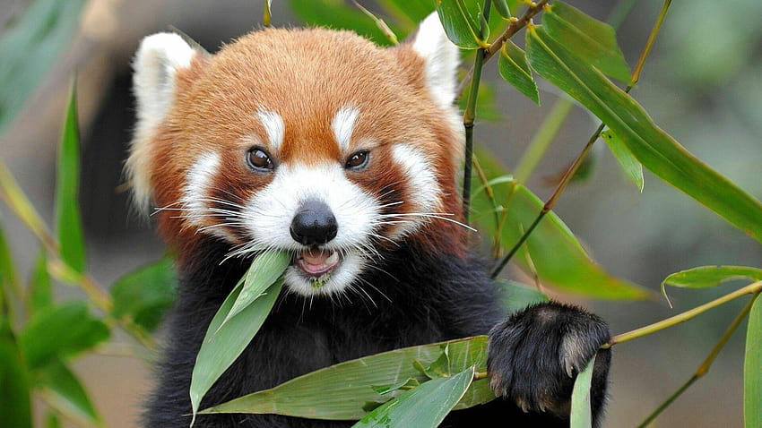 Red Panda Cute, panda eating HD wallpaper