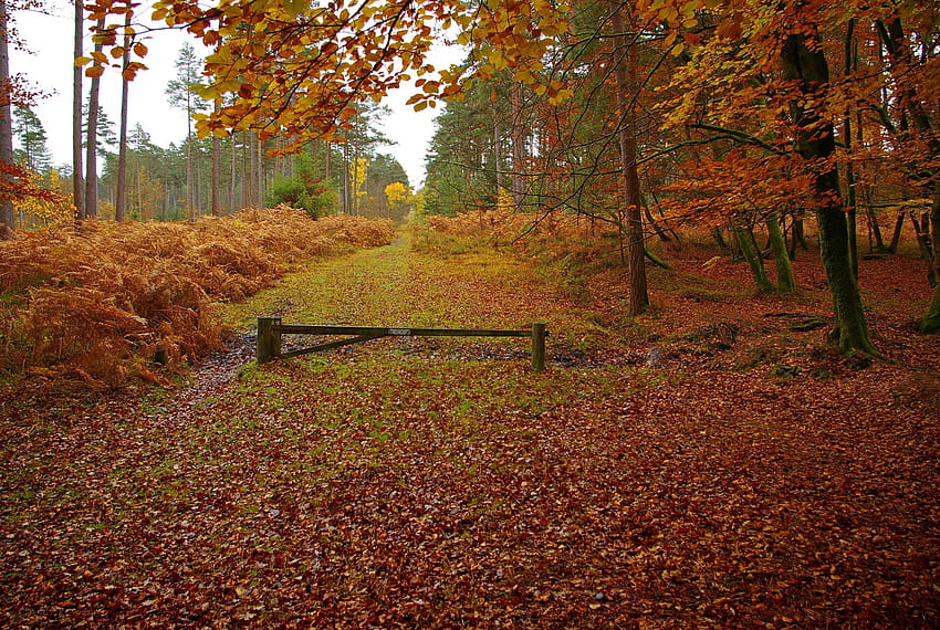 Best 3 England Autumn Backgrounds on Hip, autumn england countryside HD wallpaper