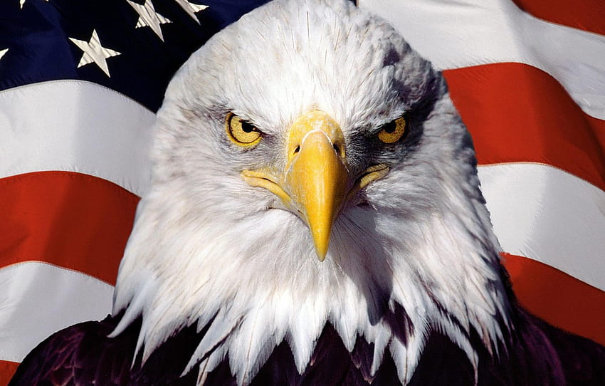 bird, eagle, flag, America, USA , section разное, usa eagle HD wallpaper