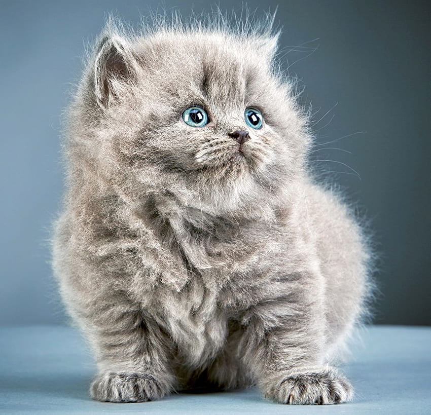 kitty cat cat Gray Fluffy Glance 動物, 灰色の猫 高画質の壁紙