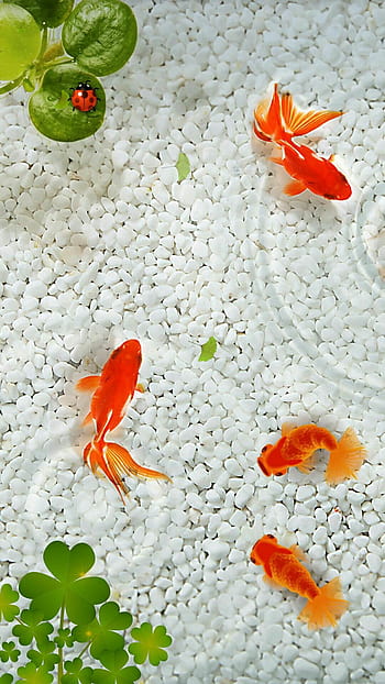 50 Goldfish wallpapers HD  Download Free backgrounds
